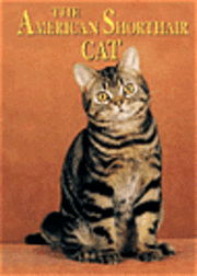  joanne mattern The American Shorthair Cat