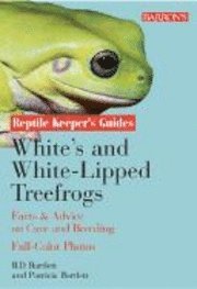  patricia bartlett White's Tree Frogs And White-Tipped Tree Frogs
