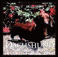 Djur och natur Dachshund