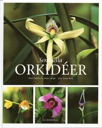 Sensuella orkider (inbunden)