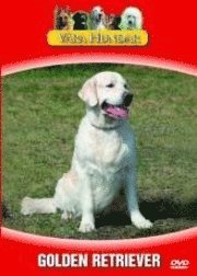 Våra hundar - Golden Retriever