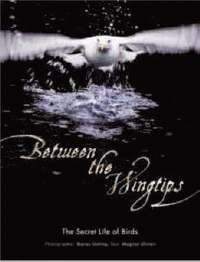 Between the Wingtips: The Secret Life of Birds (h�ftad)