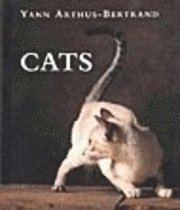 Cats (inbunden)