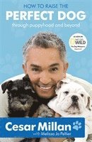 How to Raise the Perfect Dog (h�ftad)