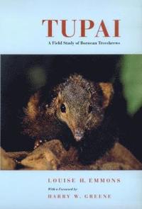 Tupai (h�ftad)