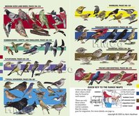 Kaufman Field Guide to Birds of North America (h�ftad)