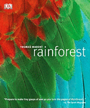 Rainforest (inbunden)