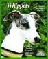 Whippets - Everything about Purchase, Care, Nutrition, Behavior, Training, and Exercising