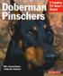 Doberman Pinschers - Everything about purchase, care, nutrition, training, and behavior
