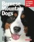 Bernese Mountain Dogs - Everything About Purchase, Care, Nutrition, Behavior, and Training