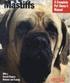 Mastiffs - Everything About Purchase, Care, Nutrition, Grooming, Behavior, and Training