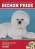 Bichon Frise