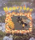 The Life Cycle of the Honeybee