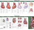 Anatomy of the Heart: Study Guide