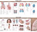 Anatomy and Disorders of the Respiratory System: Study Guide