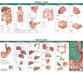 Anatomy and Disorders of the Digestive System: Study Guide