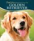Golden Retriever - Doglife: Lifelong Care for Your Dog