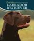 Labrador Retriever - Doglife: Lifelong Care for Your Dog