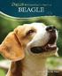 Beagle - Lifelong Care for Your Dog