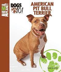 American Pit Bull Terrier (h�ftad)