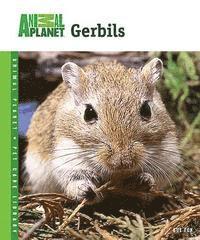 Gerbils (h�ftad)