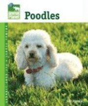 Poodles (inbunden)