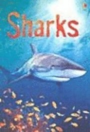 Sharks: Information for Young Readers - Level 1 (inbunden)