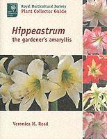 Hippeastrum (inbunden)