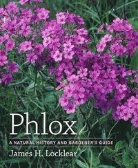 Phlox (inbunden)