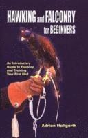 Hawking and Falconry for Beginners