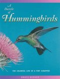A Dazzle of Hummingbirds