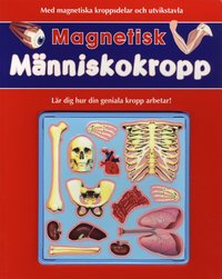 Magnetisk m�nniskokropp (h�ftad)