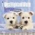 West Highland White Terrier Puppies 2015