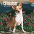 Chihuahuas Calendar