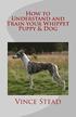 How to Understand and Train Your Whippet Puppy & Dog