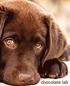 Chocolate Lab: A Gift Journal for People Who Love Dogs: Chocolate Labrador Retriever Edition