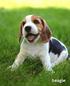Beagle: A Gift Journal for People Who Love Dogs: Beagle Puppy Edition