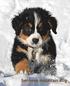Bernese Mountain Dog: A Gift Journal for People Who Love Dogs: Bernese Mountain Dog Puppy Edition