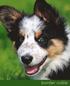 Border Collie: A Gift Journal for People Who Love Dogs: Border Collie Puppy Edition