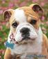 English Bulldog: A Gift Journal for People Who Love Dogs: English Bulldog Puppy Edition