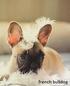 French Bulldog: A Gift Journal for People Who Love Dogs: French Bulldog Puppy Edition