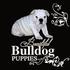 Beautiful Bulldog Puppies