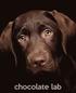 Chocolate Lab: A Gift Journal for People Who Love Dogs: Chocolate Labrador Retriever Puppy Edition