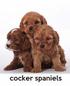 Cocker Spaniels: A Gift Journal for People Who Love Dogs: Cocker Spaniels Puppy Edition