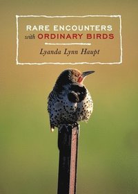 Rare Encounters with Ordinary Birds (inbunden)