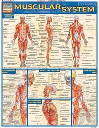 Muscular System Quick Study Reference Guide (h�ftad)