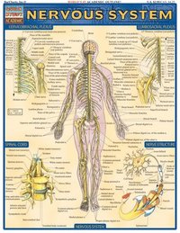 Nervous System Laminate Reference Chart (h�ftad)