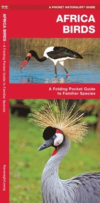 African Birds: An Introduction to Familiar Species (inbunden)