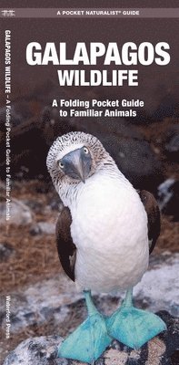 Galapagos Wildlife: An Introduction to Familiar Species (h�ftad)