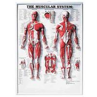 Muscular System ()